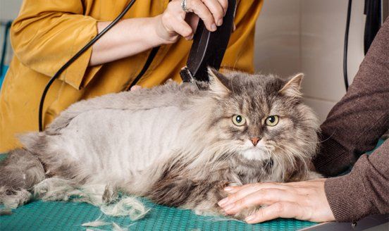 cat grooming haircut