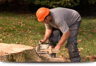Tree stump removal using chainsaw