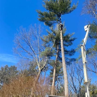 Tall tree being cut by a crane against a blue sky in a wooded area