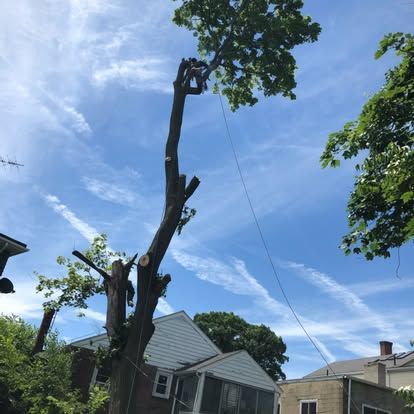 Tall tree being trimmed near houses under a bright blue sky