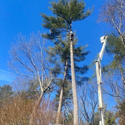 Tall pine and bare trees against a bright blue sky, with two white tree-trimming cranes nearby.