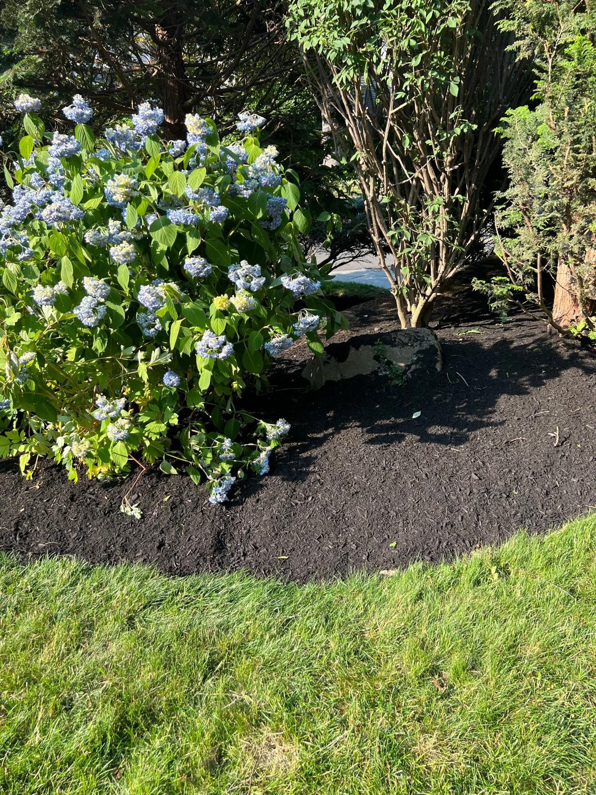 Flowering hydrangea shrub with blue blooms in a mulched garden bed beside a lawn and trees