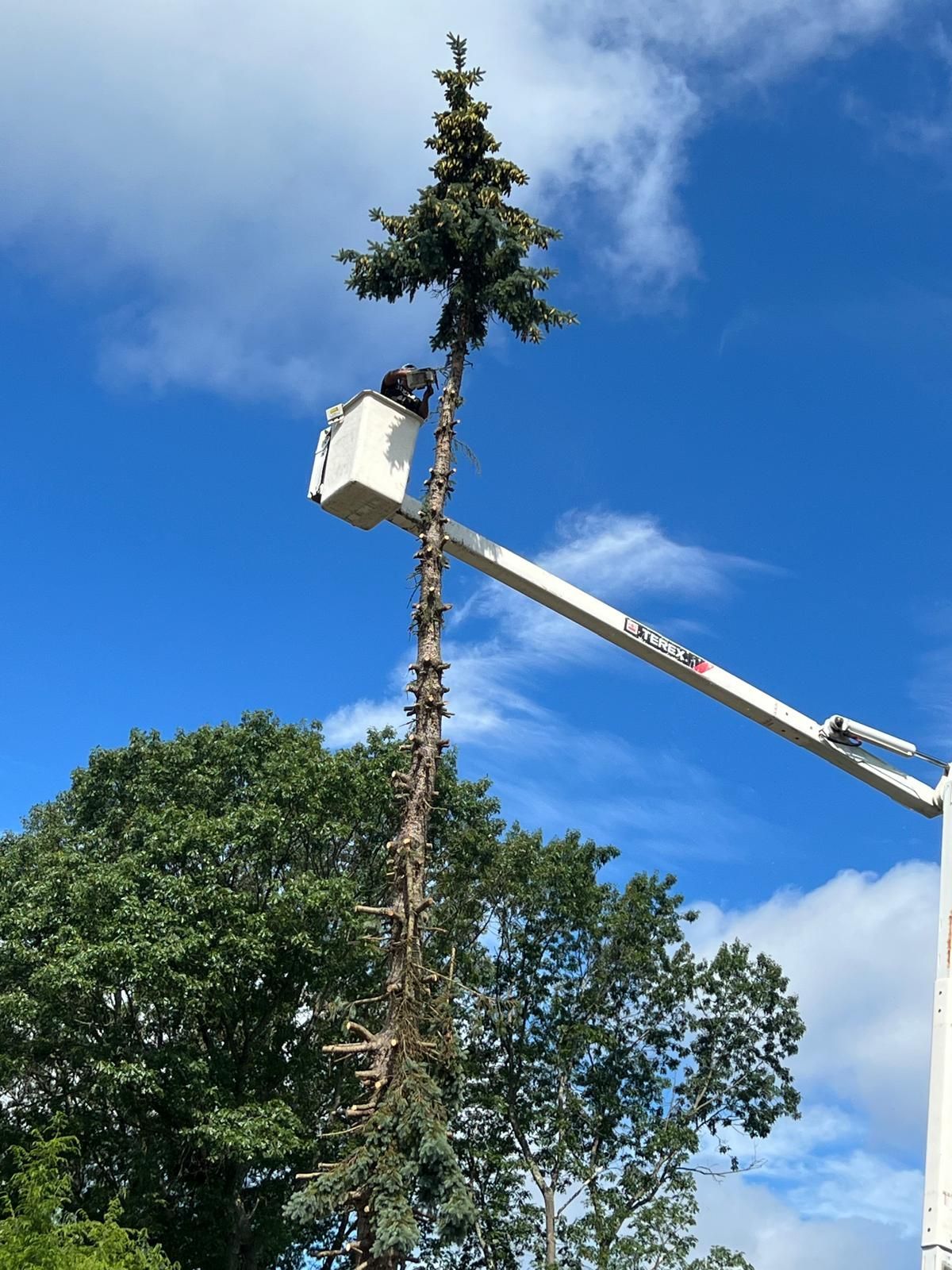 Worker in a bucket lift trimming a tall tree against a blue sky