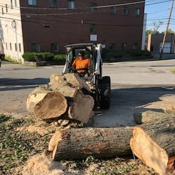Skid steer loader moving large cut logs in an outdoor lot with brick buildings nearby
