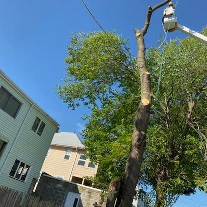 Damaged tree being trimmed by a bucket lift near houses on a sunny day