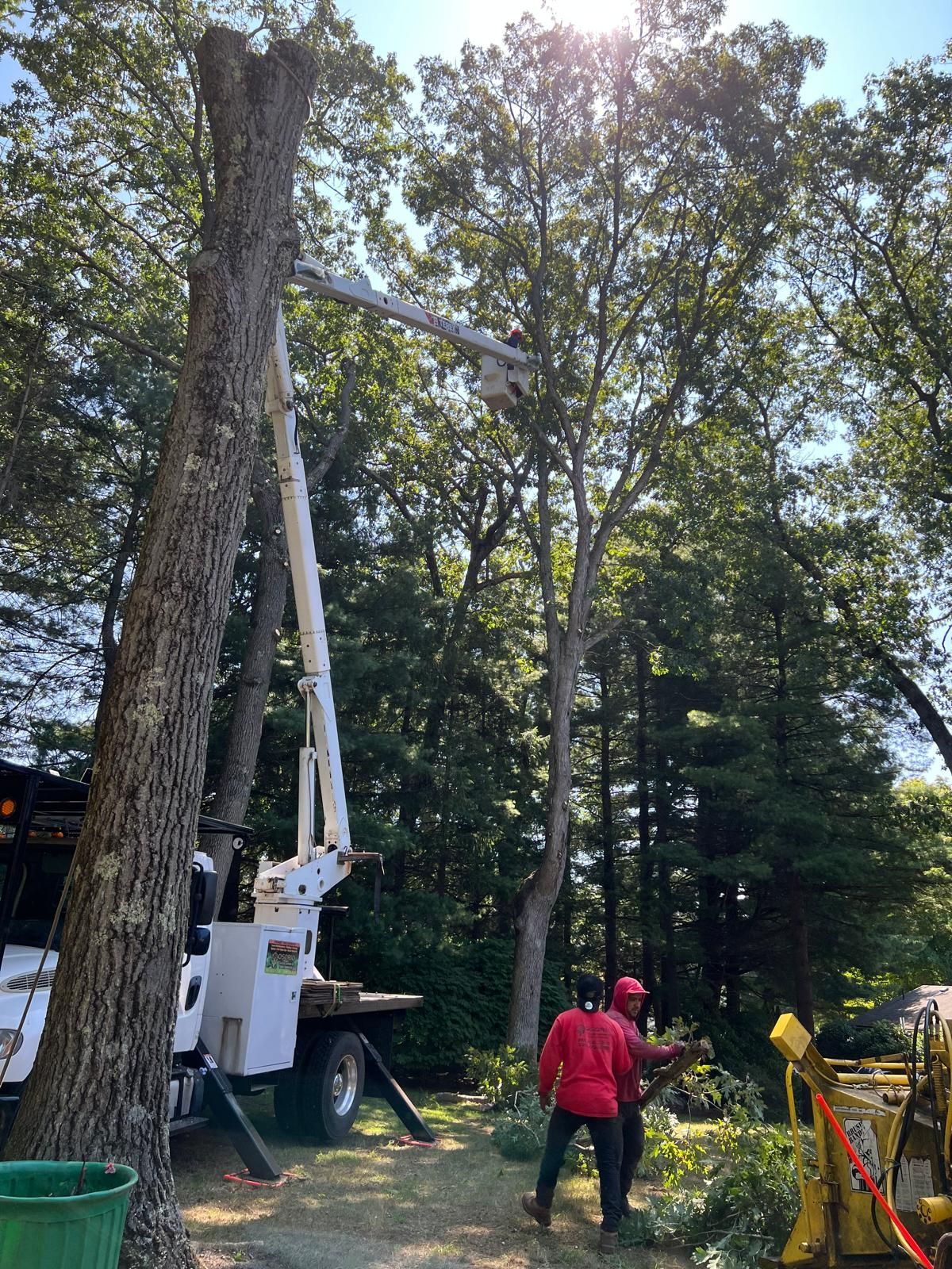 Tree service crew using a bucket truck to trim a tall tree in a wooded area.