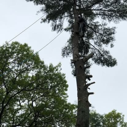 Tall pine tree with a tree climber on the trunk, seen against a cloudy sky and leafy trees