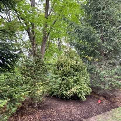 Mulched garden bed with dense green shrubs and trees in a wooded yard