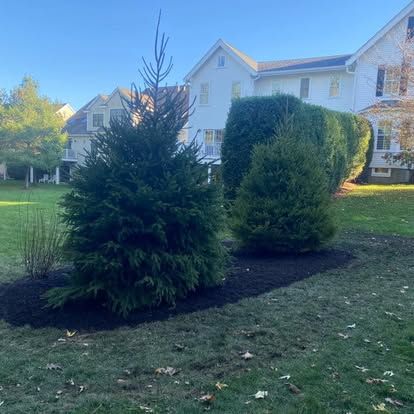 Two evergreen shrubs in a landscaped yard in front of a white house