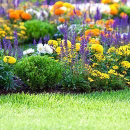 Colorful flower bed with purple, yellow, and orange blooms behind a green lawn