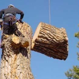Person in climbing gear handling a large log suspended beside a tree trunk against a blue sky