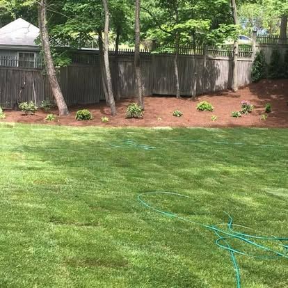 Backyard lawn with green grass, wooden fence, trees, and a blue garden hose near mulched shrubs