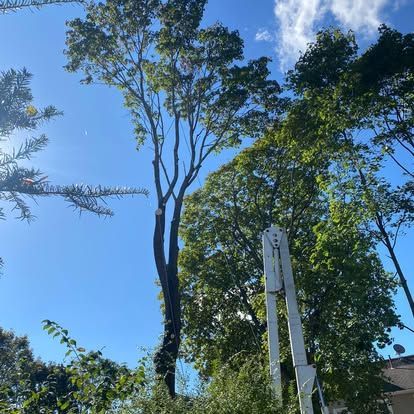 Tall trees against a bright blue sky, with a white utility pole in the foreground.