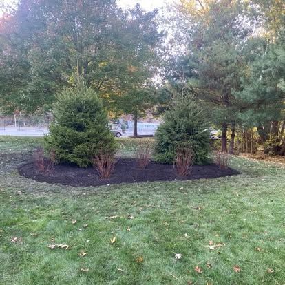 Landscaped garden bed with evergreen shrubs and small trees on a grassy lawn in autumn.