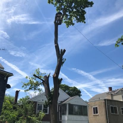 Tall pruned tree stump in a residential backyard under a blue sky with wispy clouds
