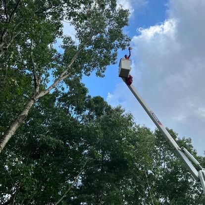 Worker in a bucket lift trimming tall trees against a blue, cloudy sky