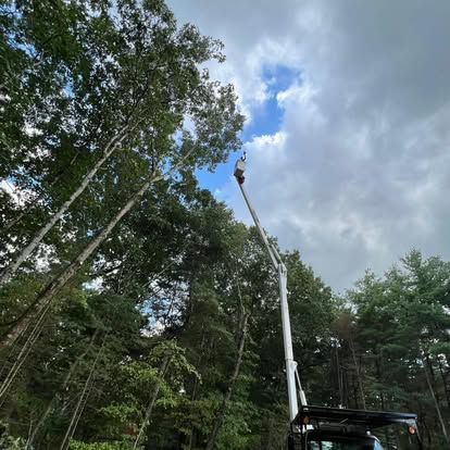 Worker in a cherry picker trimming tall trees under a cloudy sky.