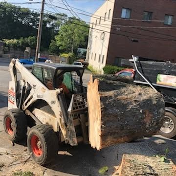 Skid steer loader carrying a huge tree trunk on a street beside parked cars and a building.
