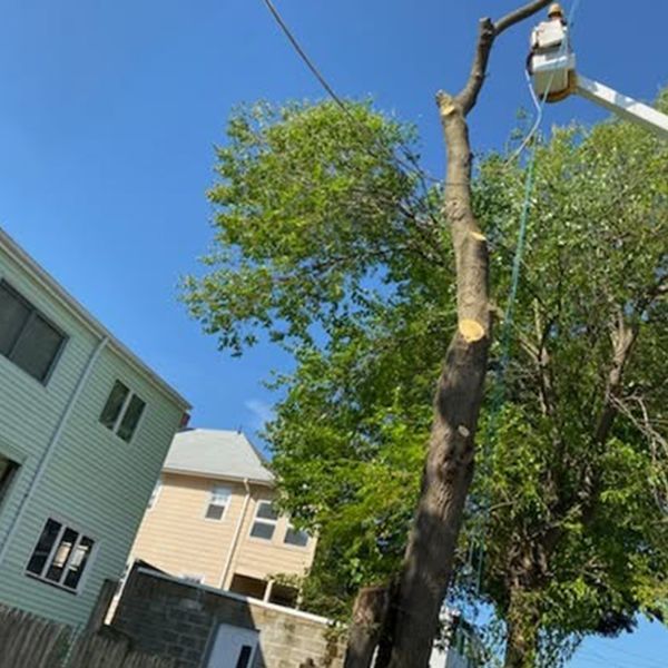 Osorio Landscaping and Tree Services