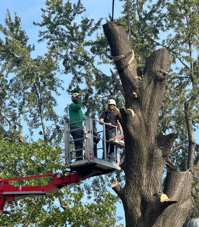 tree services