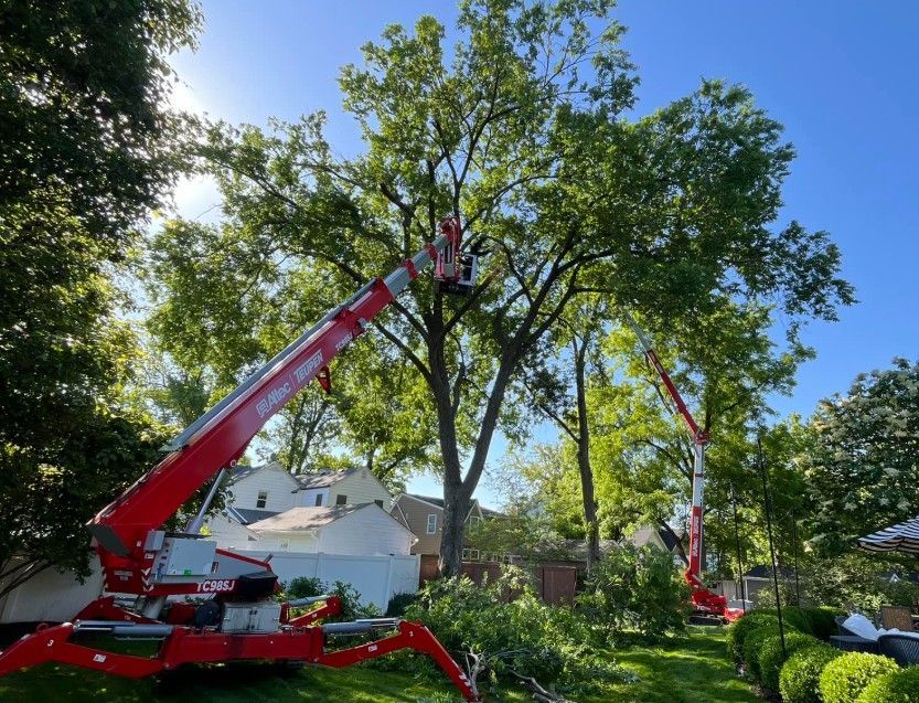 tree services