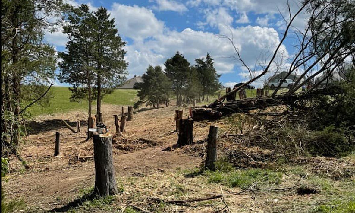 Clearing of trees in a field; several stumps and cut logs; blue sky with clouds.