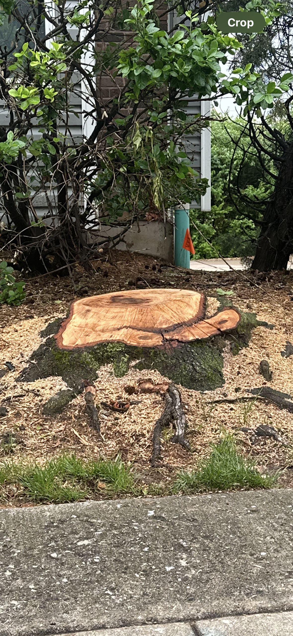 Tree stump in front of a house, surrounded by mulch, with some greenery. Sidewalk in foreground.