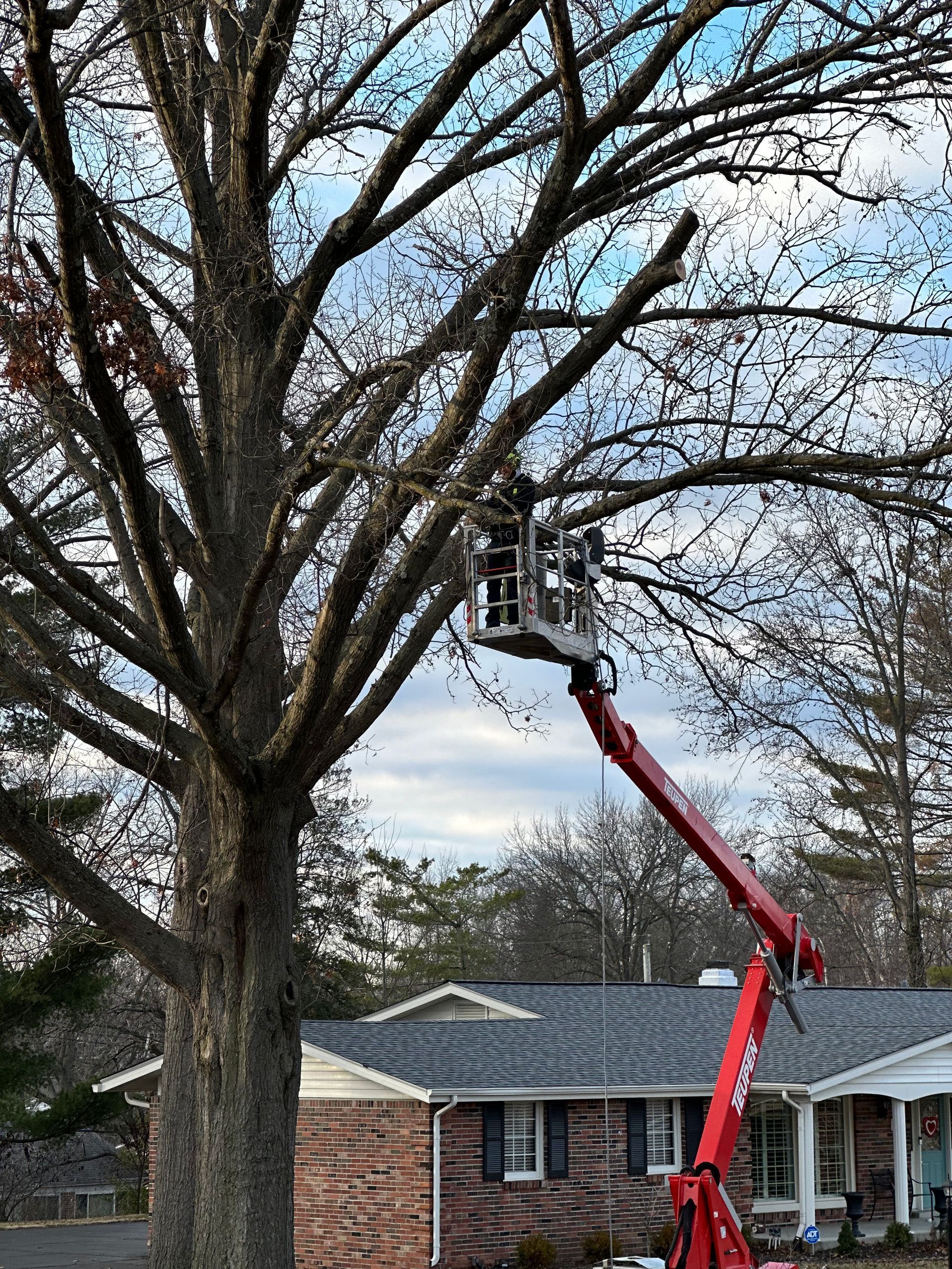 A tree being trimmed by a person in a cherry picker lift. Branches and the sky are visible.