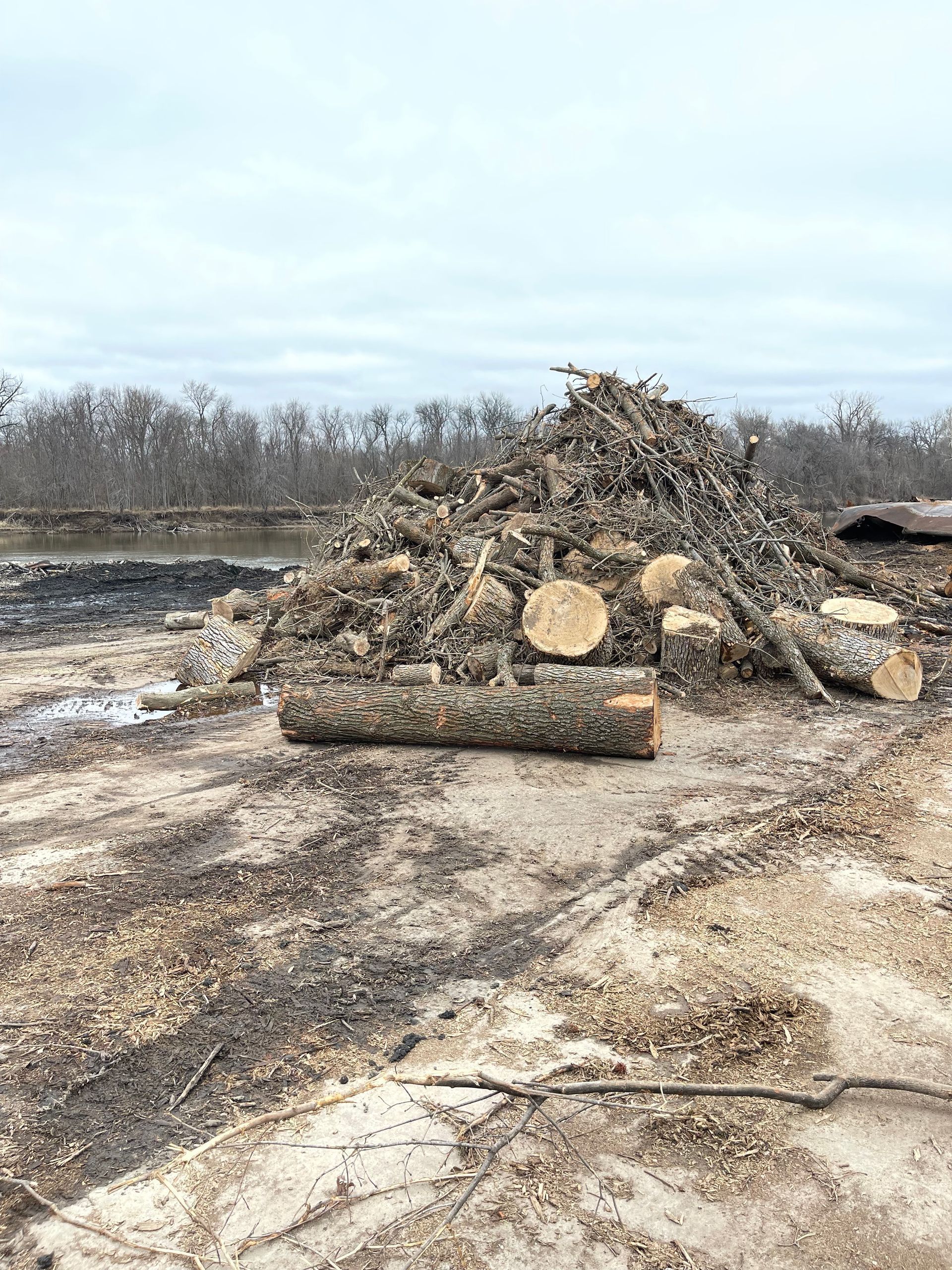 Pile of logs on dirt ground, trees in background, cloudy sky.