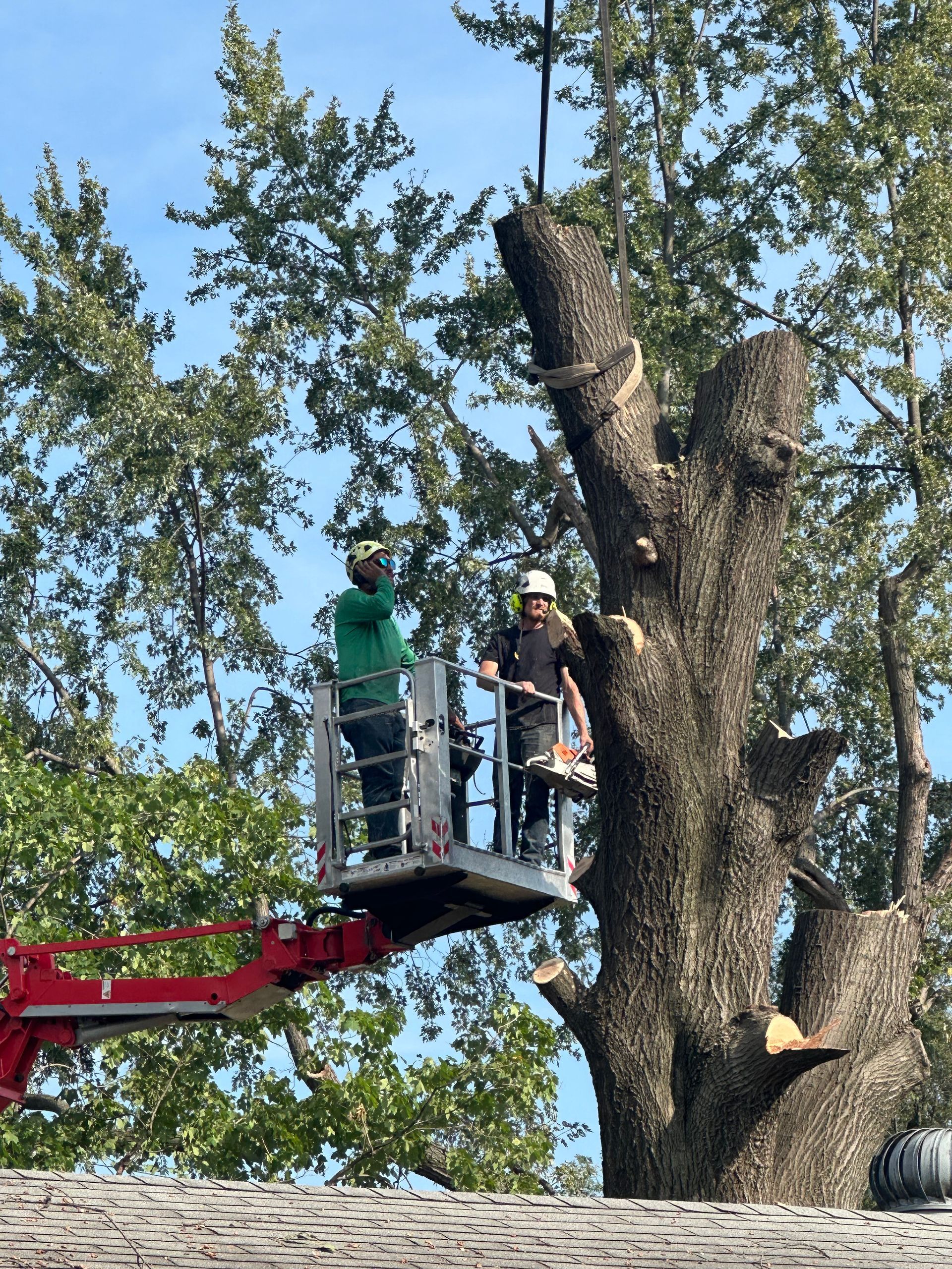 Two workers in a lift platform cutting a large tree against a blue sky.