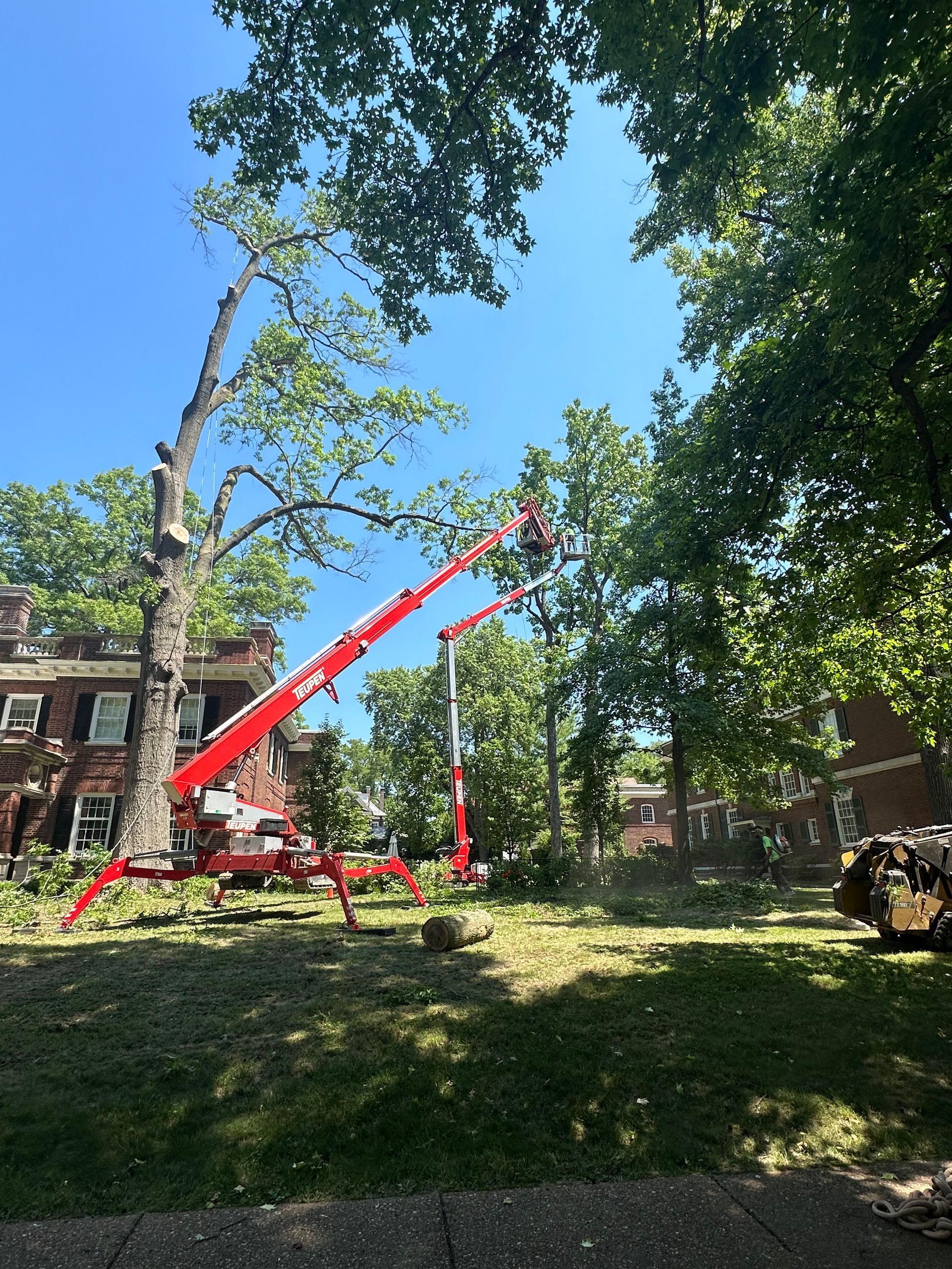 Two tree service lifts trimming a large tree in a grassy yard, with a brick building in the background on a sunny day.