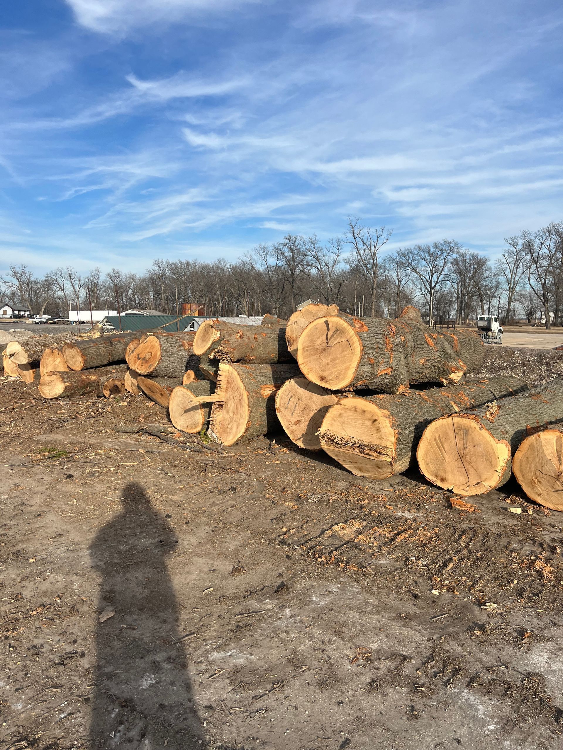 Logs stacked on the ground, with a person's shadow in the foreground. Trees and blue sky background.
