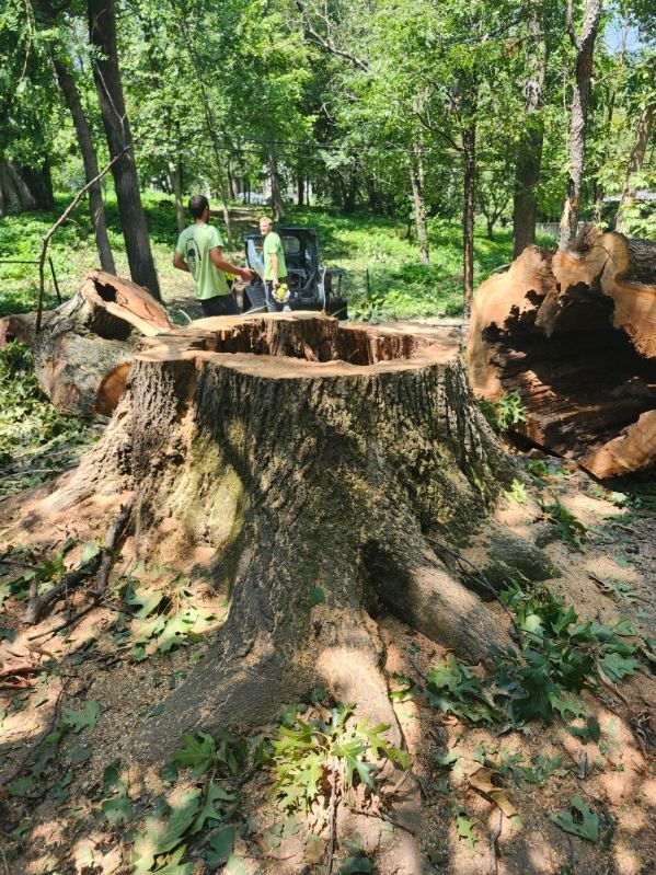 Tree stump with fallen logs, two people in background. Outdoor, sunny setting.