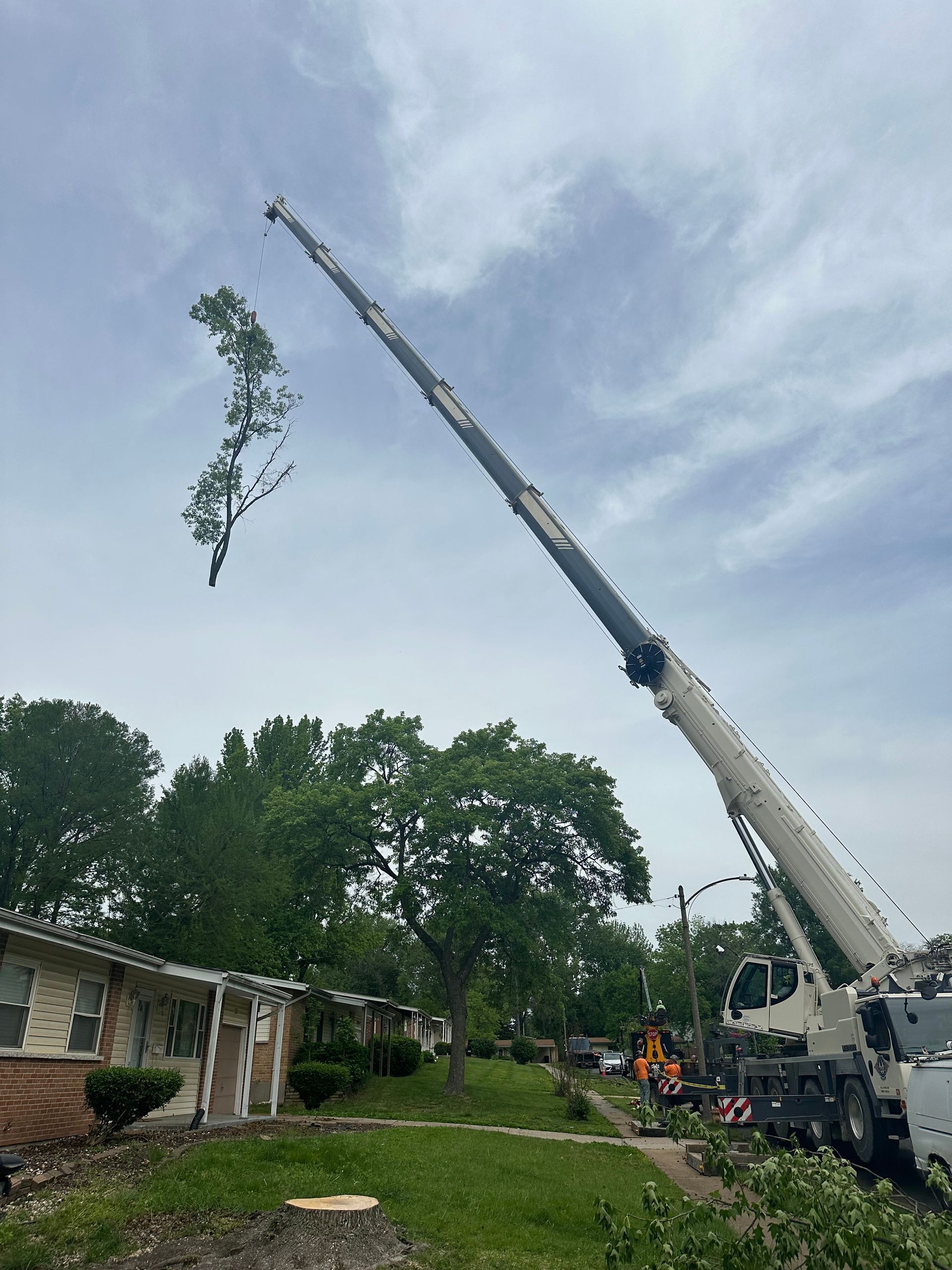 A crane removes a tree branch from the sky above a residential street.