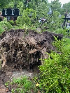 Uprooted tree with exposed roots on a grassy lawn; houses and foliage in background.
