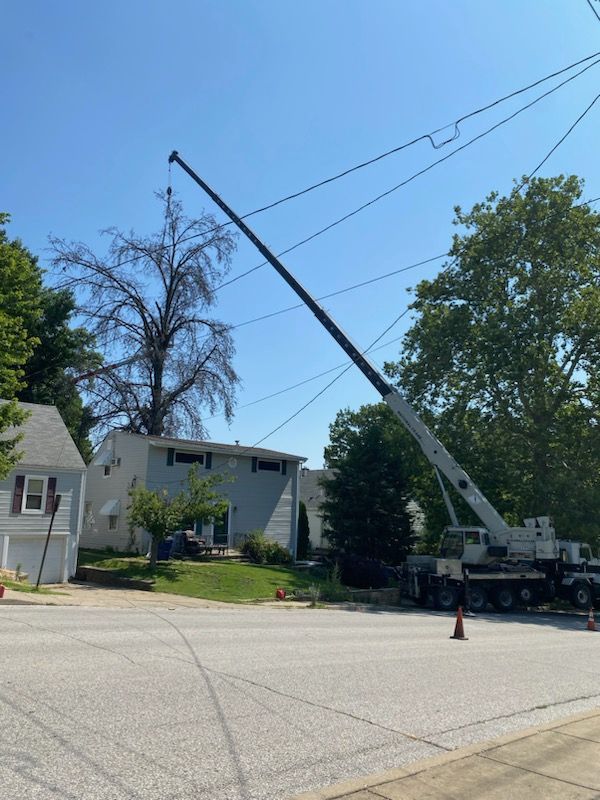 Crane trimming a tall tree near power lines and a two-story house.