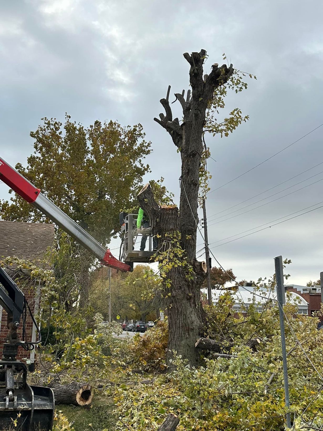 STL Tree Services