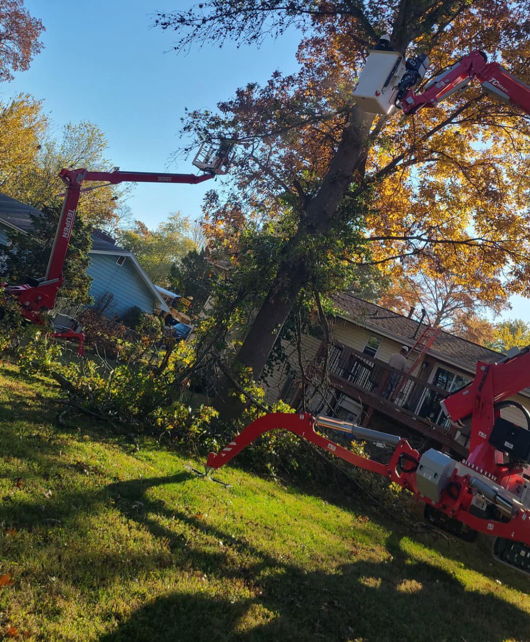 STL Tree Services