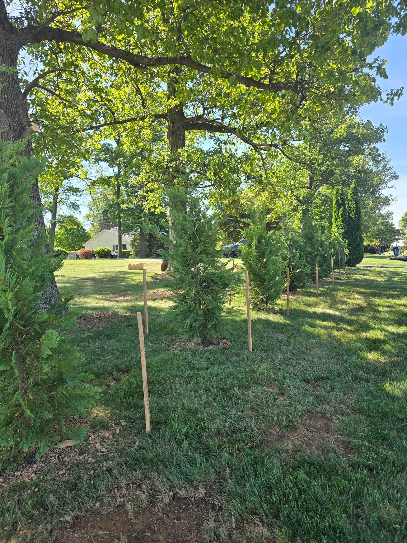 A row of trees in a park with a blue sky in the background.