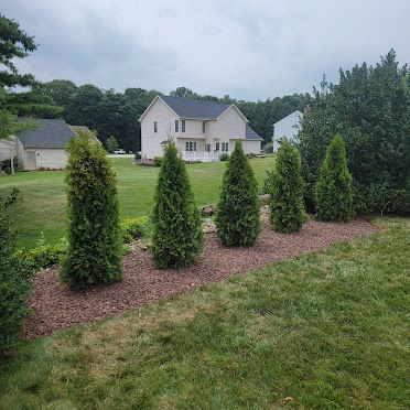A row of trees in a yard in front of a house.