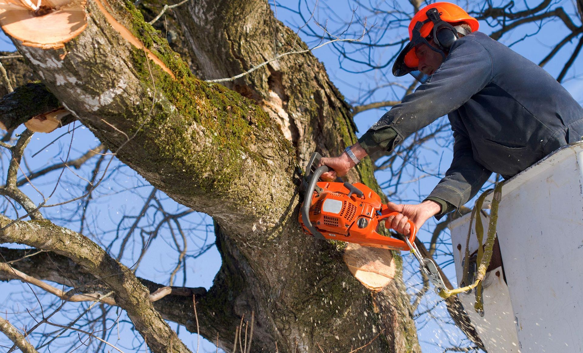 A man is cutting a tree with a chainsaw.