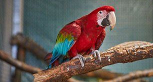 Learn More About Birds Bird