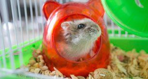 Learn More About Pet Care Hamster
