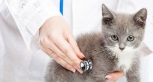 Learn More About New Patients Cat