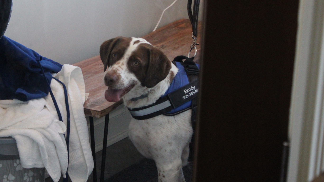 A brown and white dog wearing a blue vest is standing on a bench.