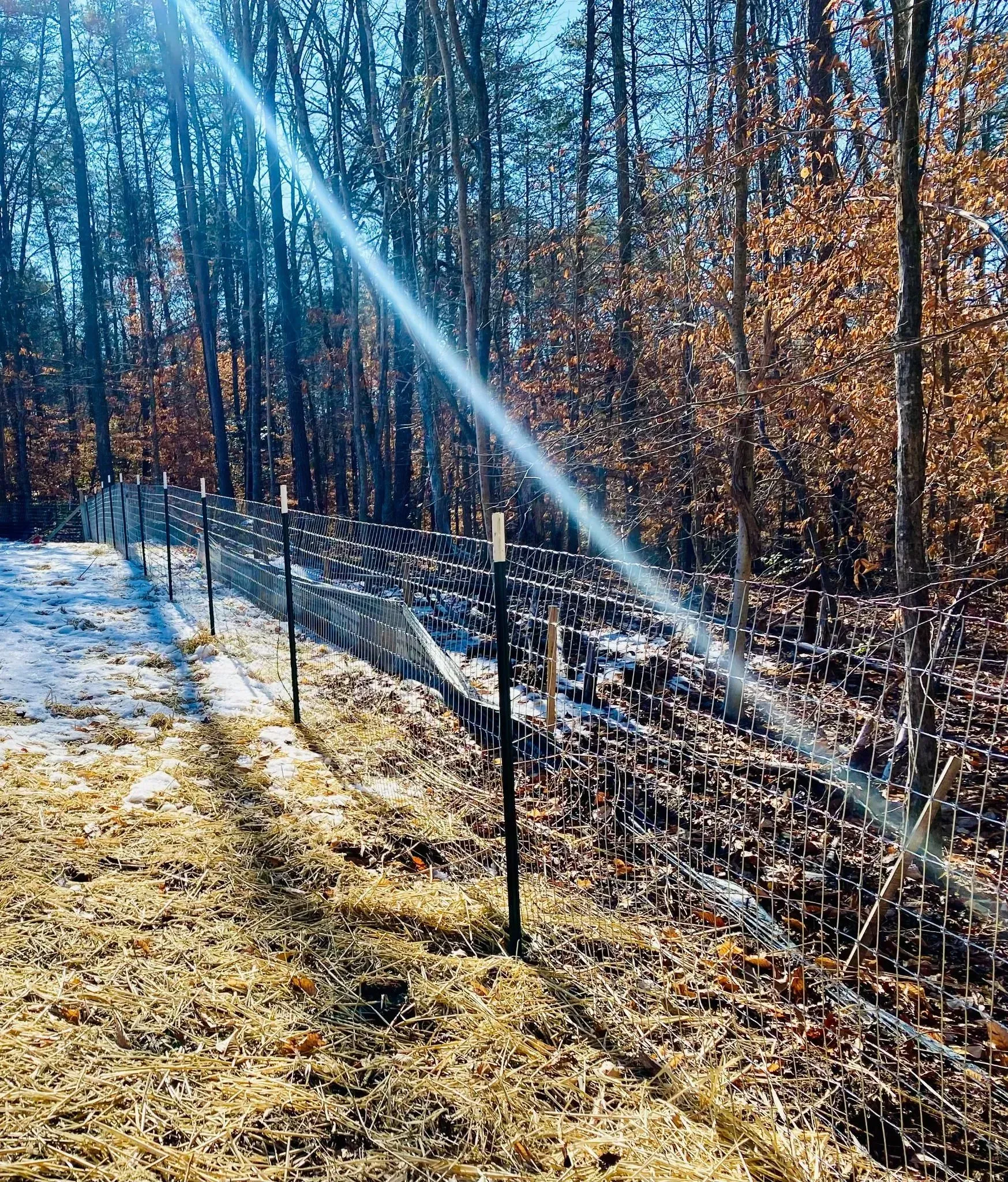 The sun is shining through the trees and a fence in the woods.