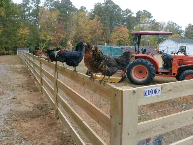 A tractor is parked behind a wooden fence with chickens on it