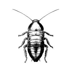 Cockroach illustration, black and white, top view.