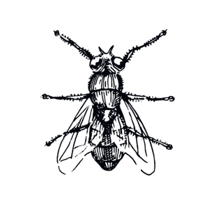 Black and white illustration of a fly with detailed body, legs, antennae, and wings.