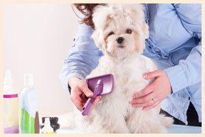 Additional Pet Care Services